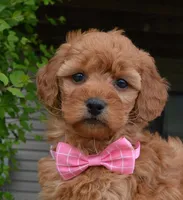 Mini Gabby, a female Miniature Goldendoodle for sale in Celina, OH – 2 of 10