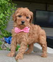 Mini Gabby, a female Miniature Goldendoodle for sale in Celina, OH – 1 of 10