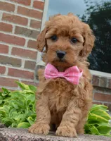 Mini Gabby, a female Miniature Goldendoodle for sale in Celina, OH – 3 of 10