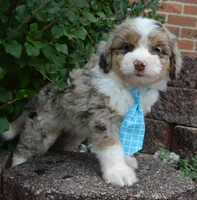 Mini Asher, a male Miniature Aussiedoodle for sale in Celina, OH – 10 of 10