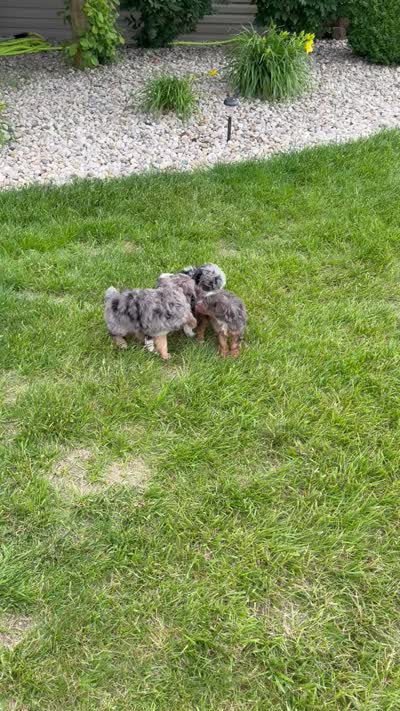 Mini Aspen, a female Miniature Aussiedoodle for sale in Celina, OH – 9 of 10