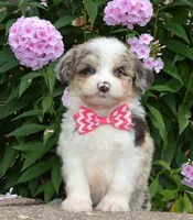 Mini Ava, a female Miniature Aussiedoodle for sale in Celina, OH – 8 of 10
