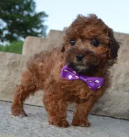 Snickers, a female Shihpoo for sale in Celina, OH – 1 of 10