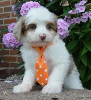 Mini Ace, a male Miniature Aussiedoodle for sale in Celina, OH – 9 of 10