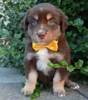 Angel, a female Australian Shepherd for sale in Celina, OH – 3 of 10