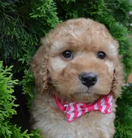 Mini Gigi, a male Miniature Goldendoodle for sale in Celina, OH – 5 of 10