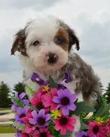 Mini Aspen, a female Miniature Aussiedoodle for sale in Celina, OH – 4 of 10