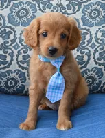 Mini Gordon, a male Miniature Goldendoodle for sale in Celina, OH – 4 of 10
