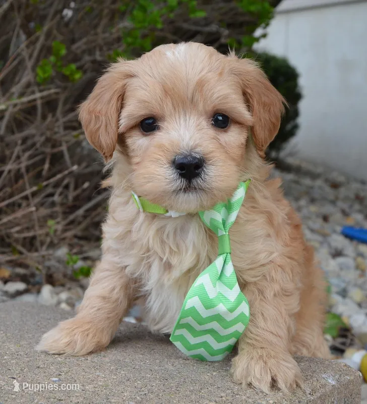 Mini George – Miniature Goldendoodle puppy for sale in Celina, OH