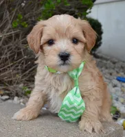 Mini George, a male Miniature Goldendoodle for sale in Celina, OH – Photo 1 of 10