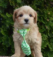 Mini George, a male Miniature Goldendoodle for sale in Celina, OH – Photo 6 of 10