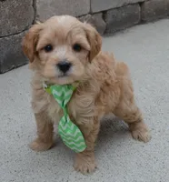 Mini George, a male Miniature Goldendoodle for sale in Celina, OH – Photo 5 of 10