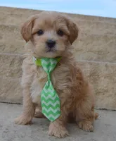 Mini George, a male Miniature Goldendoodle for sale in Celina, OH – Photo 7 of 10