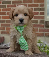 Mini George, a male Miniature Goldendoodle for sale in Celina, OH – Photo 9 of 10