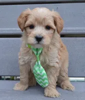 Mini George, a male Miniature Goldendoodle for sale in Celina, OH – Photo 3 of 10