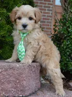 Mini George, a male Miniature Goldendoodle for sale in Celina, OH – Photo 10 of 10