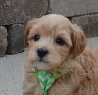 Mini George, a male Miniature Goldendoodle for sale in Celina, OH – Photo 4 of 10