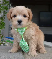 Mini George, a male Miniature Goldendoodle for sale in Celina, OH – Photo 2 of 10
