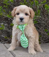 Mini George, a male Miniature Goldendoodle for sale in Celina, OH – Photo 8 of 10