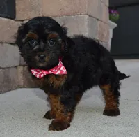Sunny, a female Shihpoo for sale in Celina, OH – 8 of 10
