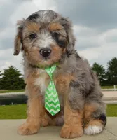 Mini Asher, a male Miniature Aussiedoodle for sale in Celina, OH – 5 of 10