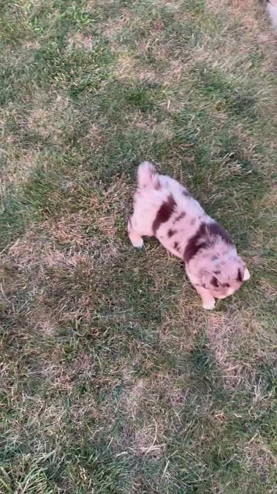 Abby, a female Australian Shepherd for sale in Celina, OH – 10 of 10