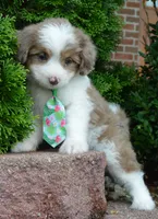 Mini Arlo, a male Miniature Aussiedoodle for sale in Celina, OH – 6 of 10