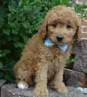 Mini Ginger, a male Miniature Goldendoodle for sale in Celina, OH – 7 of 10