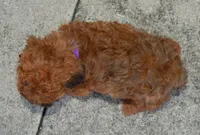Snickers, a female Shihpoo for sale in Celina, OH – 4 of 10