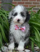 Mini Paisley, a female Poodle - Miniature  for sale in Celina, OH – Photo 10 of 10