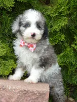Mini Paisley, a female Poodle - Miniature  for sale in Celina, OH – Photo 2 of 10