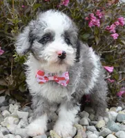 Mini Paisley, a female Poodle - Miniature  for sale in Celina, OH – Photo 9 of 10