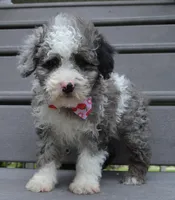 Mini Paisley, a female Poodle - Miniature  for sale in Celina, OH – Photo 5 of 10