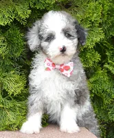 Mini Paisley, a female Poodle - Miniature  for sale in Celina, OH – Photo 3 of 10