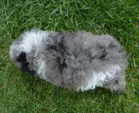 Mini Paisley, a female Poodle - Miniature  for sale in Celina, OH – Photo 8 of 10