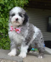 Mini Paisley, a female Poodle - Miniature  for sale in Celina, OH – Photo 4 of 10
