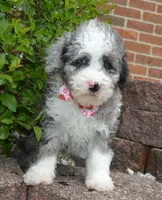 Mini Paisley, a female Poodle - Miniature  for sale in Celina, OH – Photo 7 of 10