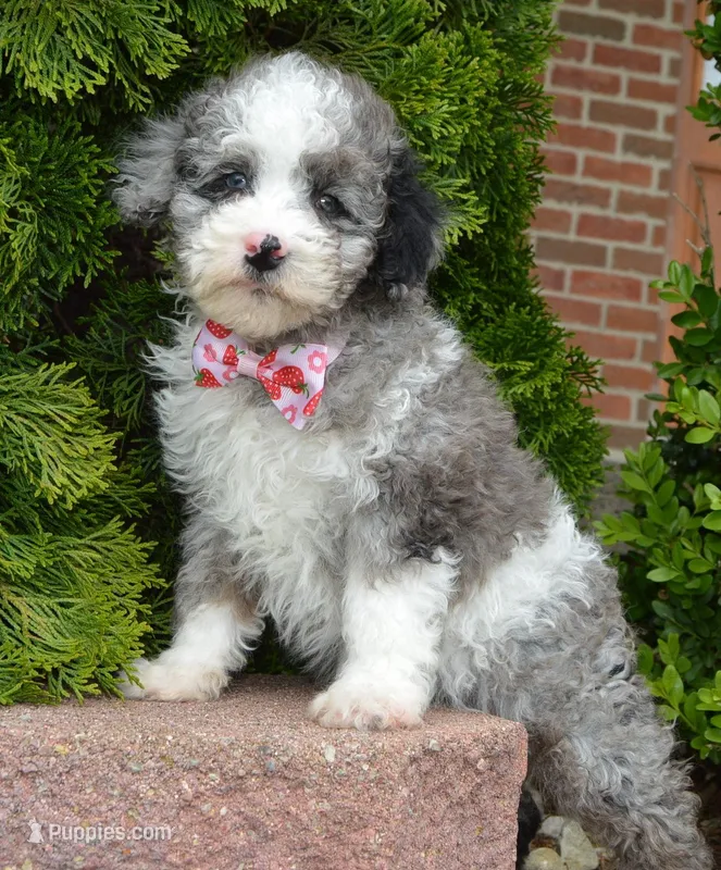 Mini Paisley, a female Poodle - Miniature  for sale in Celina, OH – Photo 1 of 10