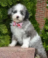 Mini Paisley, a female Poodle - Miniature  for sale in Celina, OH – Photo 1 of 10
