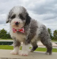 Mini Paisley, a female Poodle - Miniature  for sale in Celina, OH – Photo 6 of 10