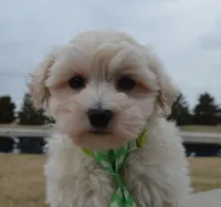Milo, a male Maltipoo for sale in Celina, OH – Photo 7 of 10