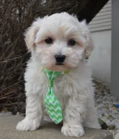 Milo, a male Maltipoo for sale in Celina, OH – Photo 1 of 10