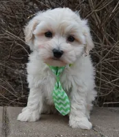 Milo, a male Maltipoo for sale in Celina, OH – Photo 5 of 10
