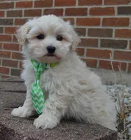 Milo, a male Maltipoo for sale in Celina, OH – Photo 3 of 10