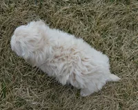 Milo, a male Maltipoo for sale in Celina, OH – Photo 8 of 10