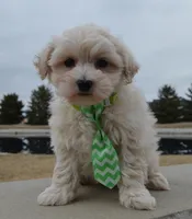 Milo, a male Maltipoo for sale in Celina, OH – Photo 6 of 10
