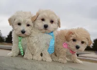 Milo, a male Maltipoo for sale in Celina, OH – Photo 10 of 10
