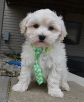 Milo, a male Maltipoo for sale in Celina, OH – Photo 4 of 10