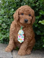 Mini Gus, a male Miniature Goldendoodle for sale in Celina, OH – 2 of 10