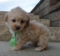 Max, a male Yorkipoo for sale in Celina, OH – Photo 5 of 10
